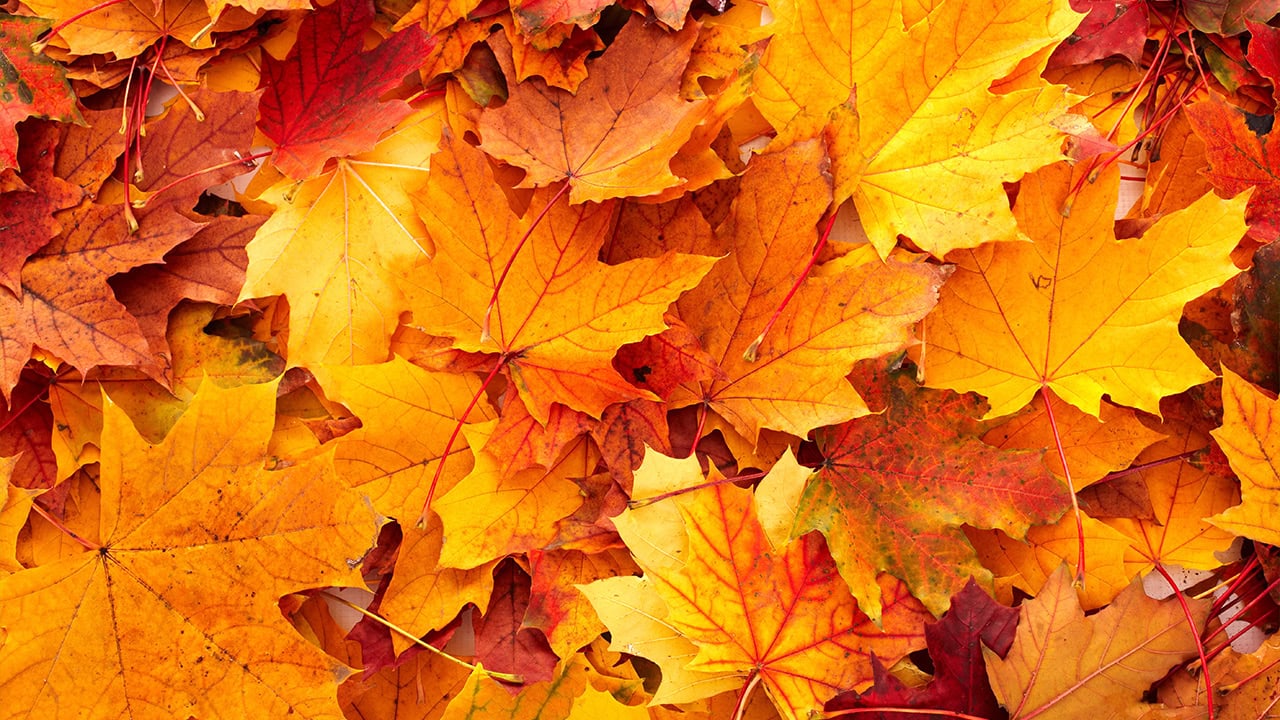 Background of orange autumn leaves. Image produced by More Jersey.