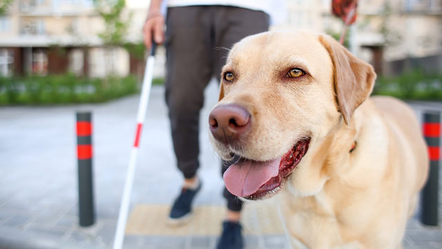 Blind resident with service Seeing Eye dog crossing street.