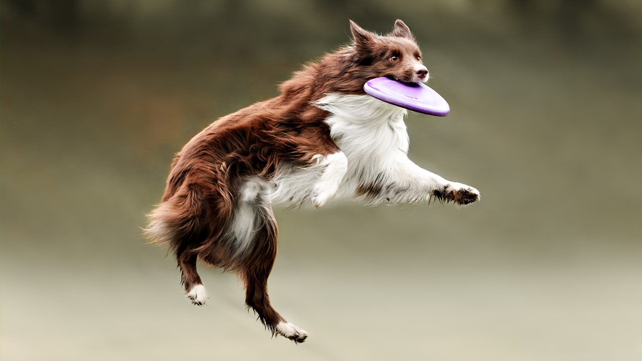 Border collie dog catching frisbee.
