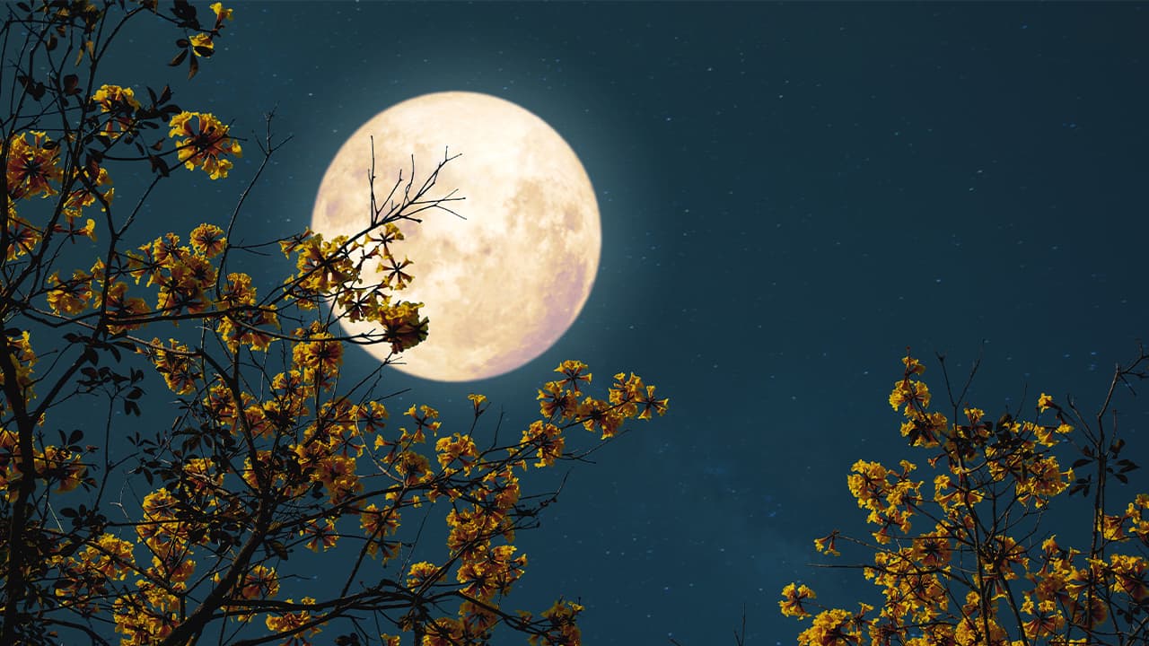 Bright New Jersey full moon in background with yellow flower tree in foreground.