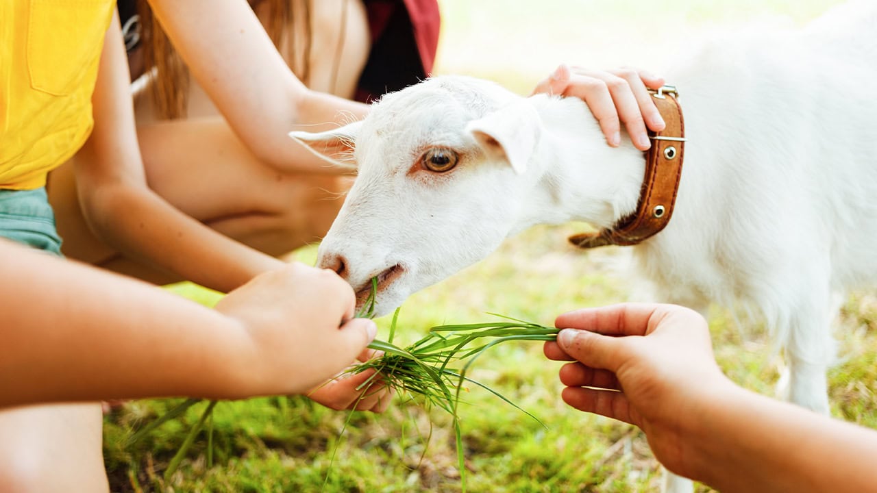 Children feeding a young goat.