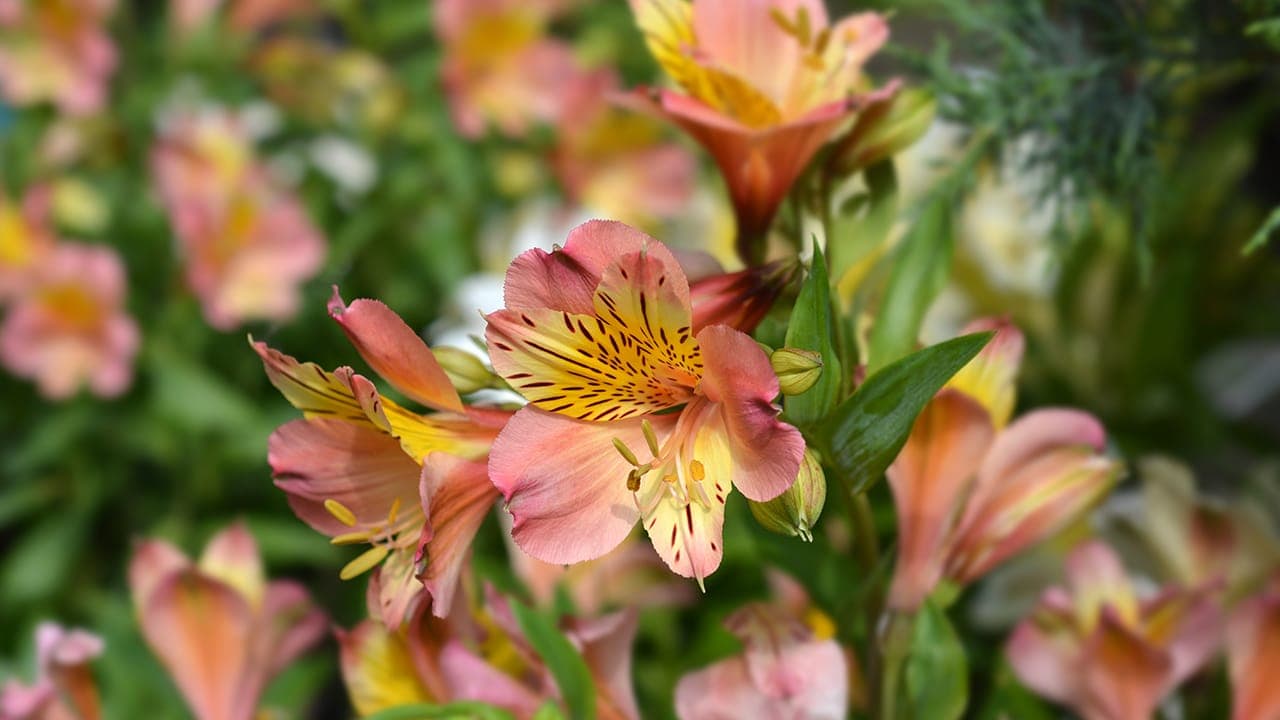 Close photo of lilies in New Jersey garden. Image produced by More Jersey.