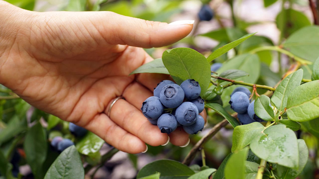 Close-up of a resident picking blueberries at New Jersey orchard. Image produced by More Jersey.