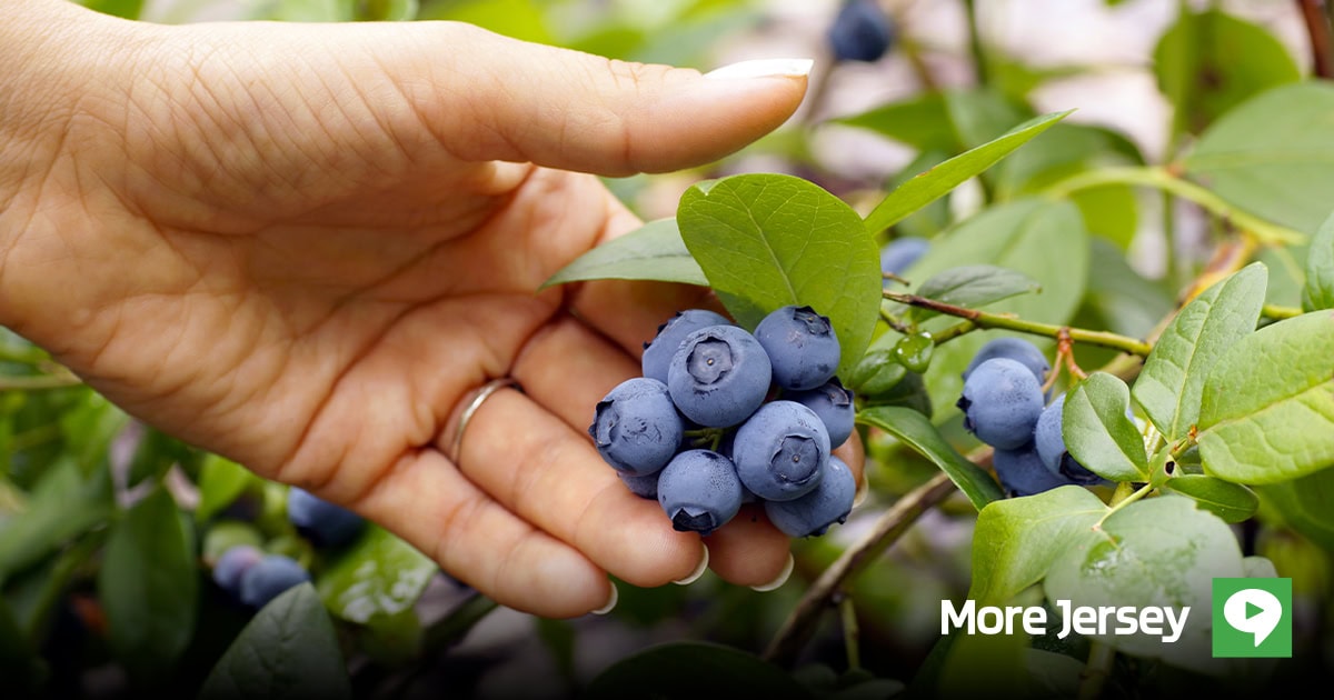 Blueberry Festival More Jersey NJ Events Calendar