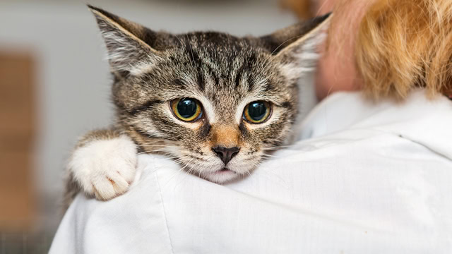 Close-up of a small kitten being carried by veterinarian.