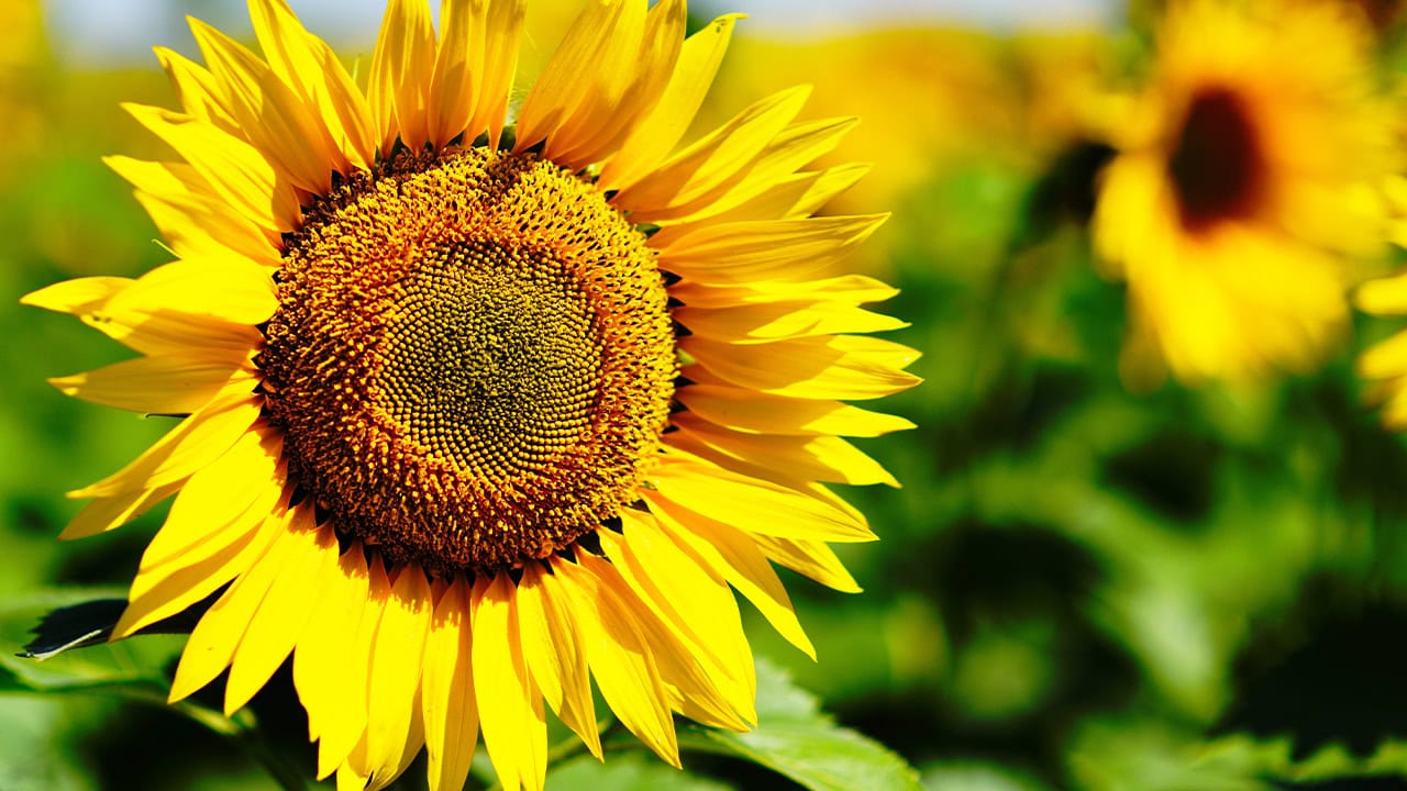 Close-up of bright yellow sunflowers at sunflower field. Image produced by More Jersey.