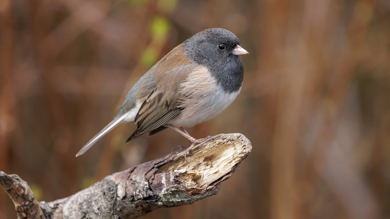 Close-up of Dark-eyed Junco bird perched on a branch.