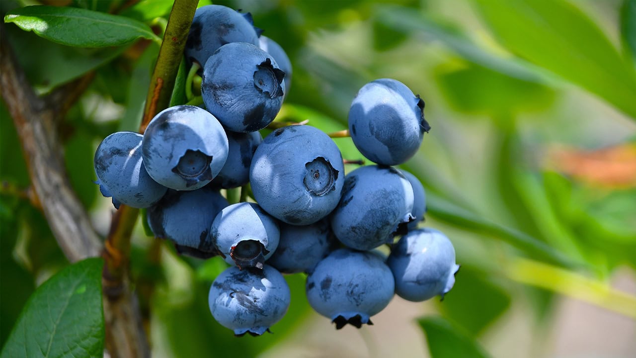 Close-up of fresh blueberries at local blueberry farm. Image produced by More Jersey.