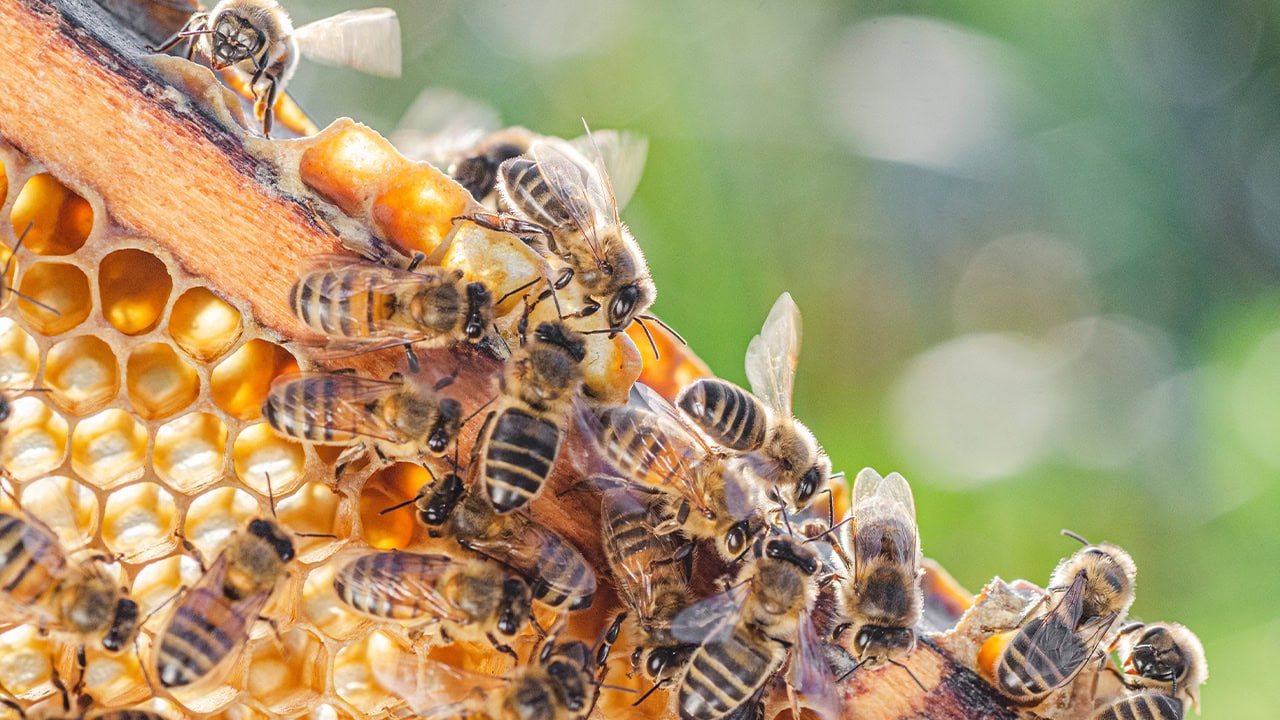 Close-up of honey bees on honeycomb in apiary.