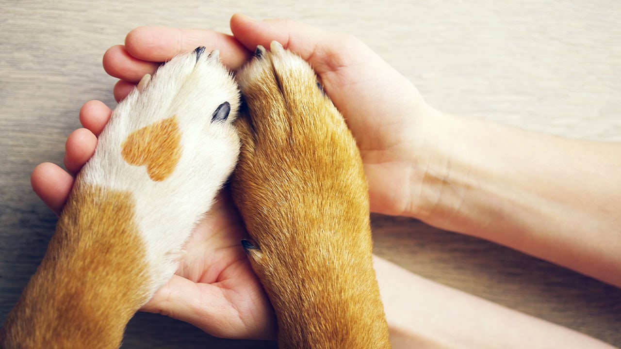 Close-up of human hands holding dog paws with a heart-shaped mark.