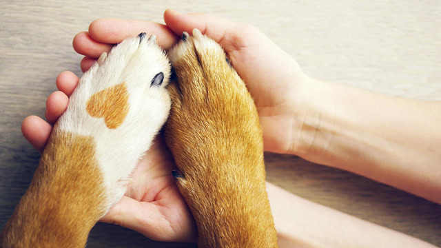 Close-up of human hands holding dog paws with a heart-shaped mark.