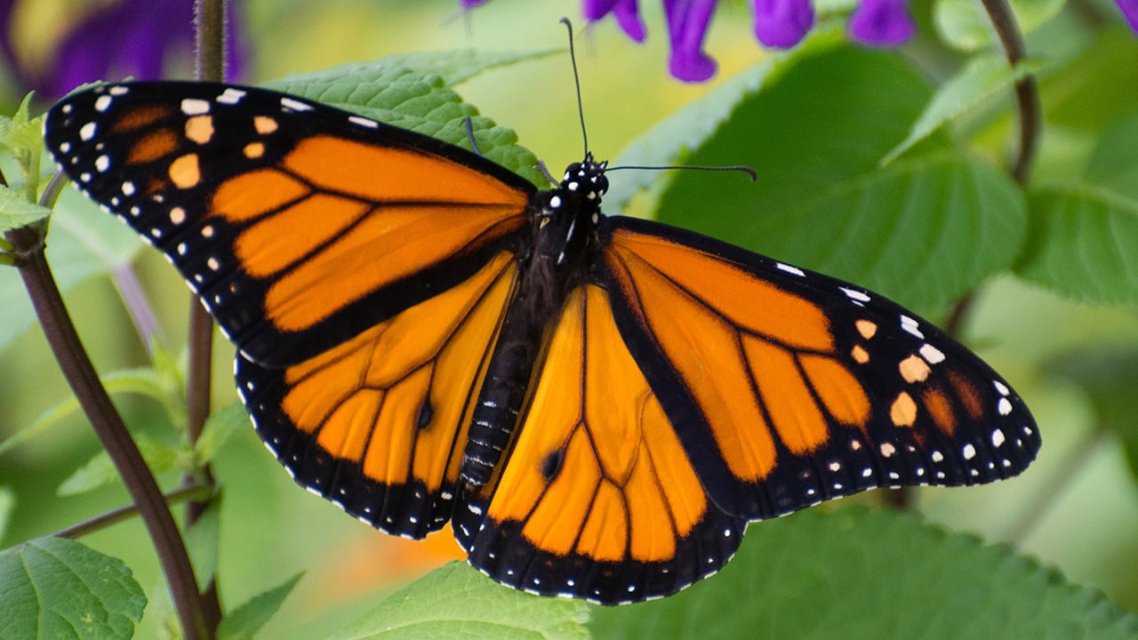 Close-up of Monarch butterfly perched on a green with open wings. Image produced by More Jersey.