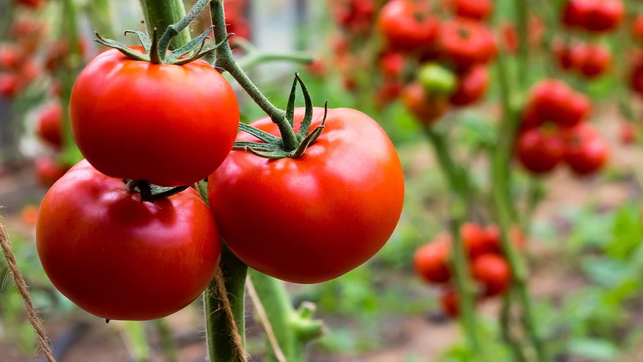 Close-up of red New Jersey tomatoes growing on vine.