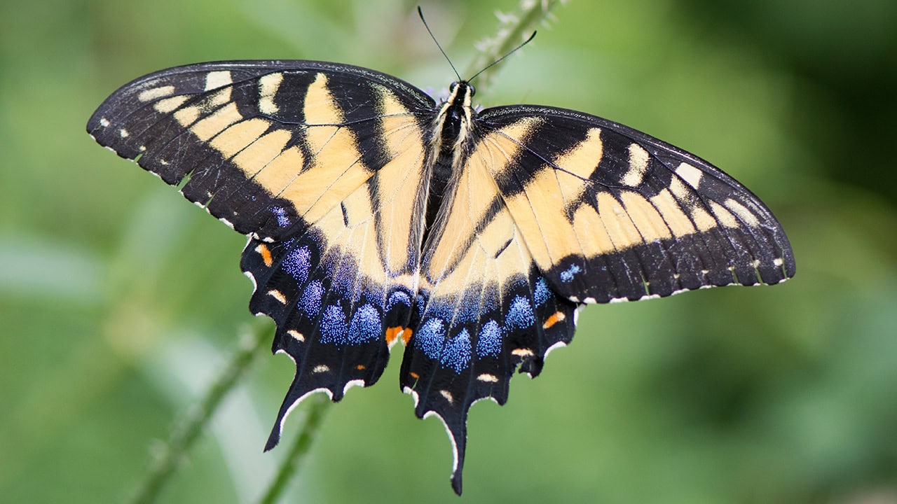 Close-up of Tiger Swallowtail butterfly feeding on Milkweed. Image produced by More Jersey.