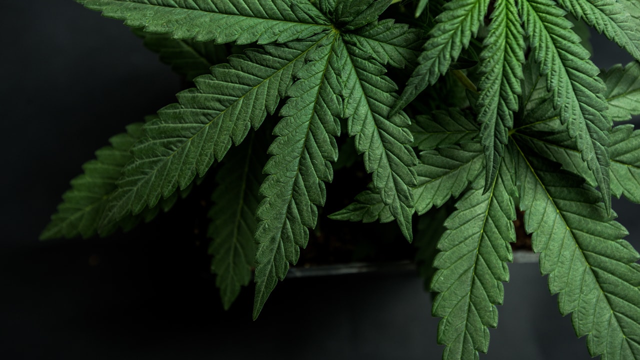 Close-up photo of cannabis.