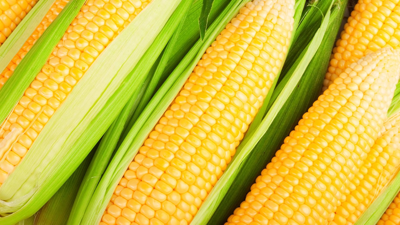Close-up of fresh corn on the cob with leaves. Image produced by More Jersey.