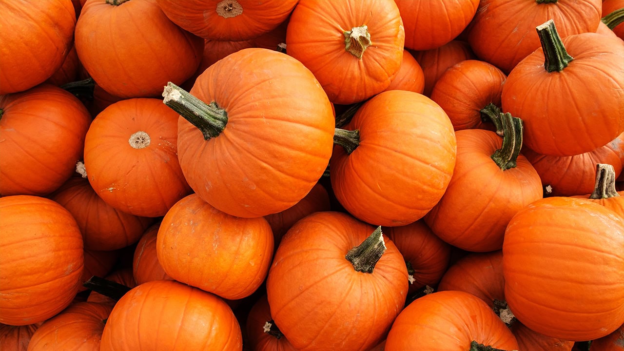 Close-up of multiple small pumpkins in harvest pile. Image produced by More Jersey.