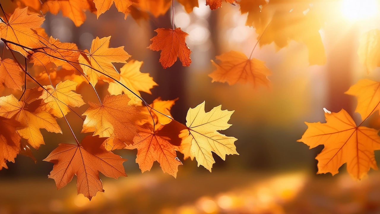 Close-up of orange autumn leaves in local park. Image produced by More Jersey.