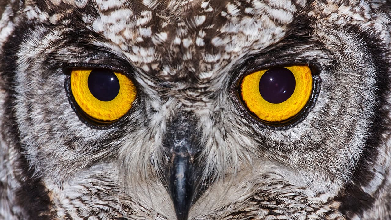 Close-up of owl. Image produced by More Jersey.