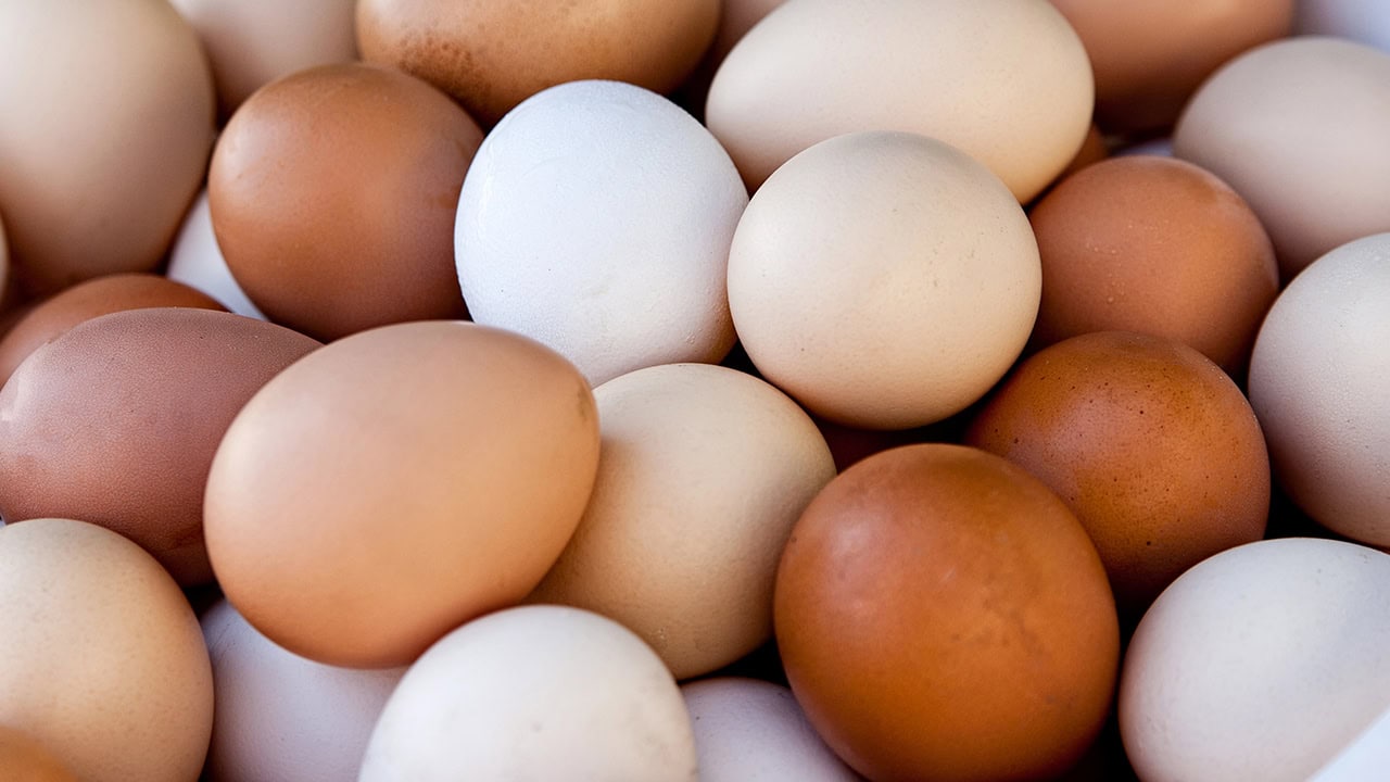 Close-up of various colored farm fresh eggs from a New Jersey local farmers' market. Image produced by More Jersey.