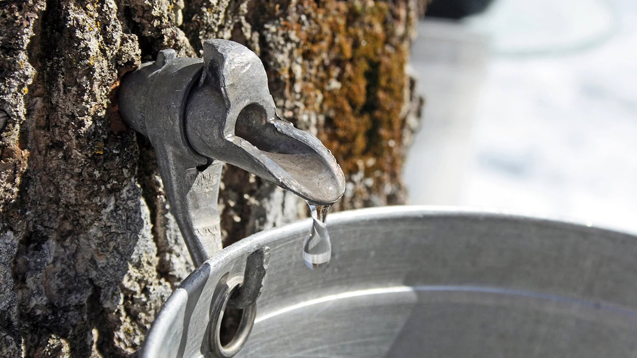 Collecting sap to produce maple syrup. Image produced by More Jersey.