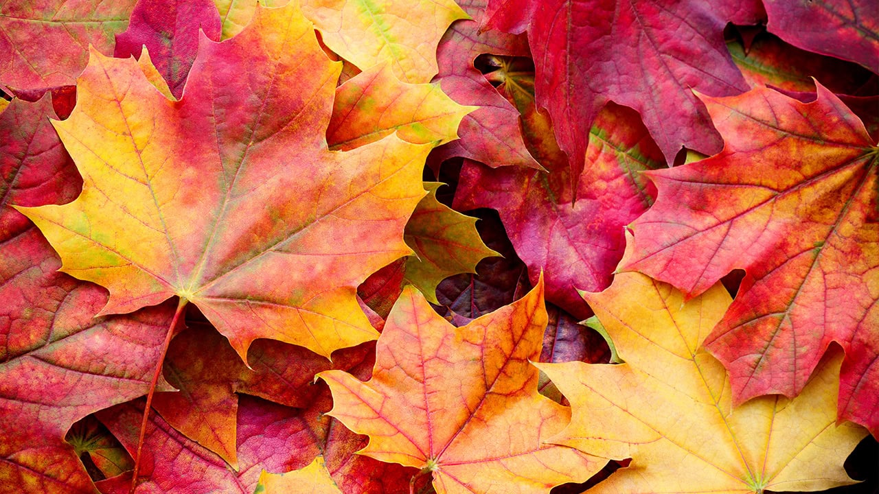 Colorful background of multicolor Autumn leaves. Image produced by More Jersey.