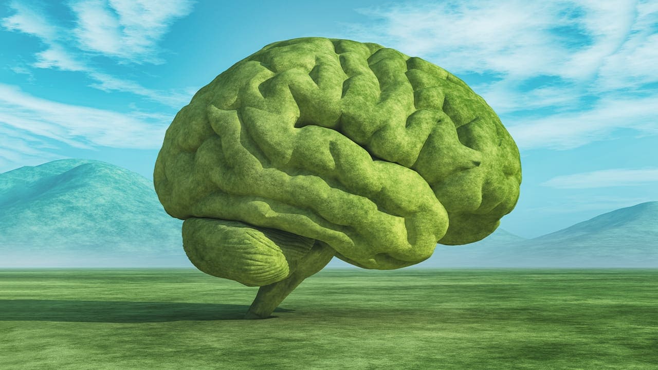 Conceptual image of a large tree in the shape of a human brain.