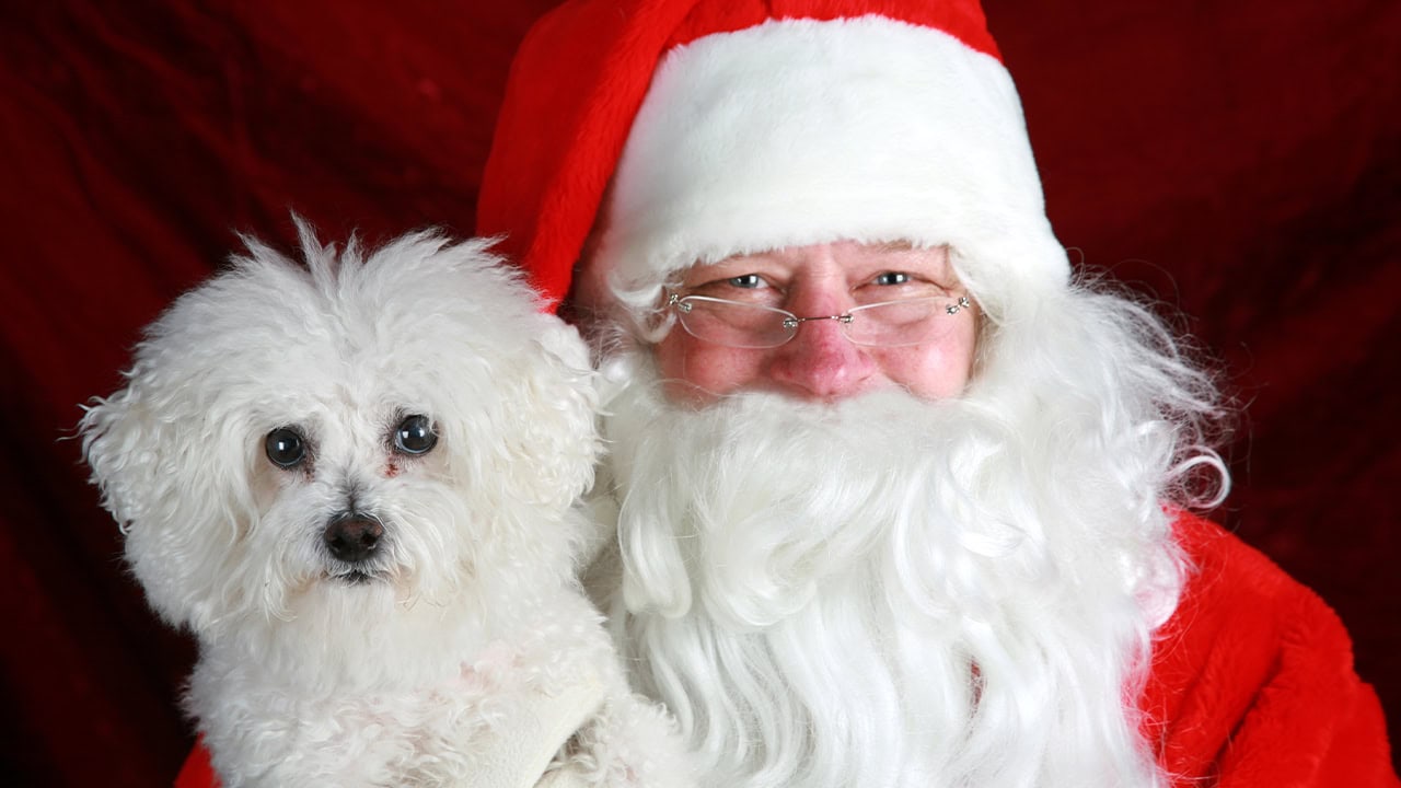 Cute dog sitting with Santa Claus. Image produced by More Jersey.