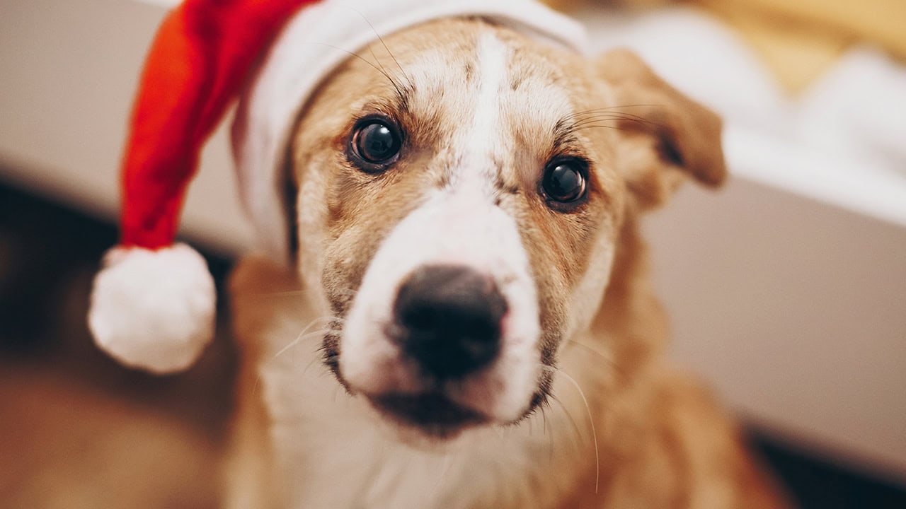 Cute dog wearing red santa hat. Image produced by More Jersey.