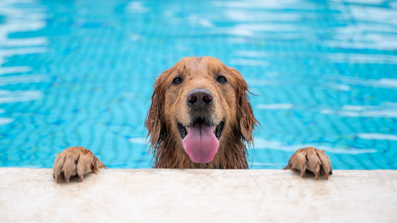 Cute Golden Retriever dog holding taking a break from swimming in the pool.