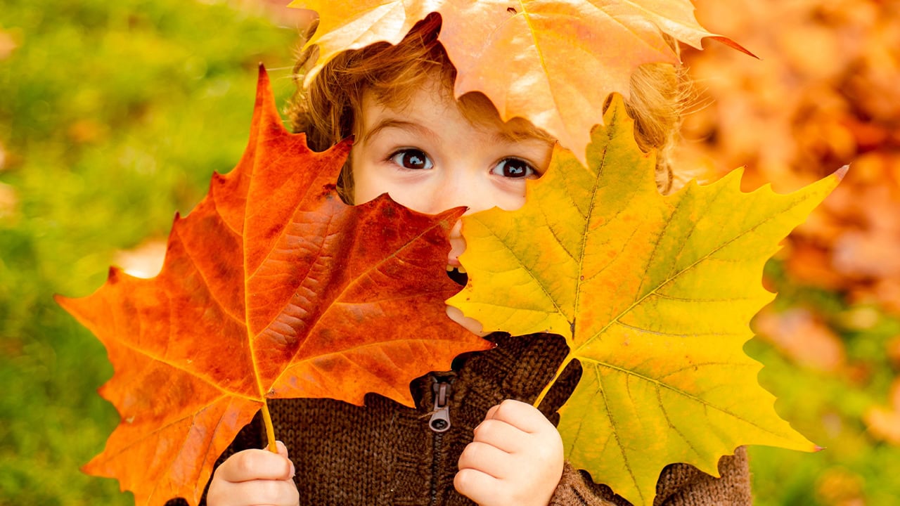 Cute kid hiding face behind large Autumn leaves. Image produced by More Jersey.