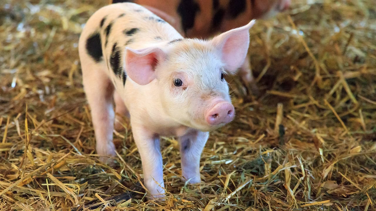 Cute piglet at New Jersey petting zoo. Image produced by More Jersey.