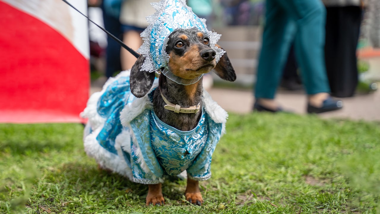 Dachshund breed dog dressed in Snow Queen pet costume for New Jersey pet parade.