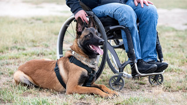 Disabled resident in wheelchair relaxing with a Belgian Malinois service dog outdoors.