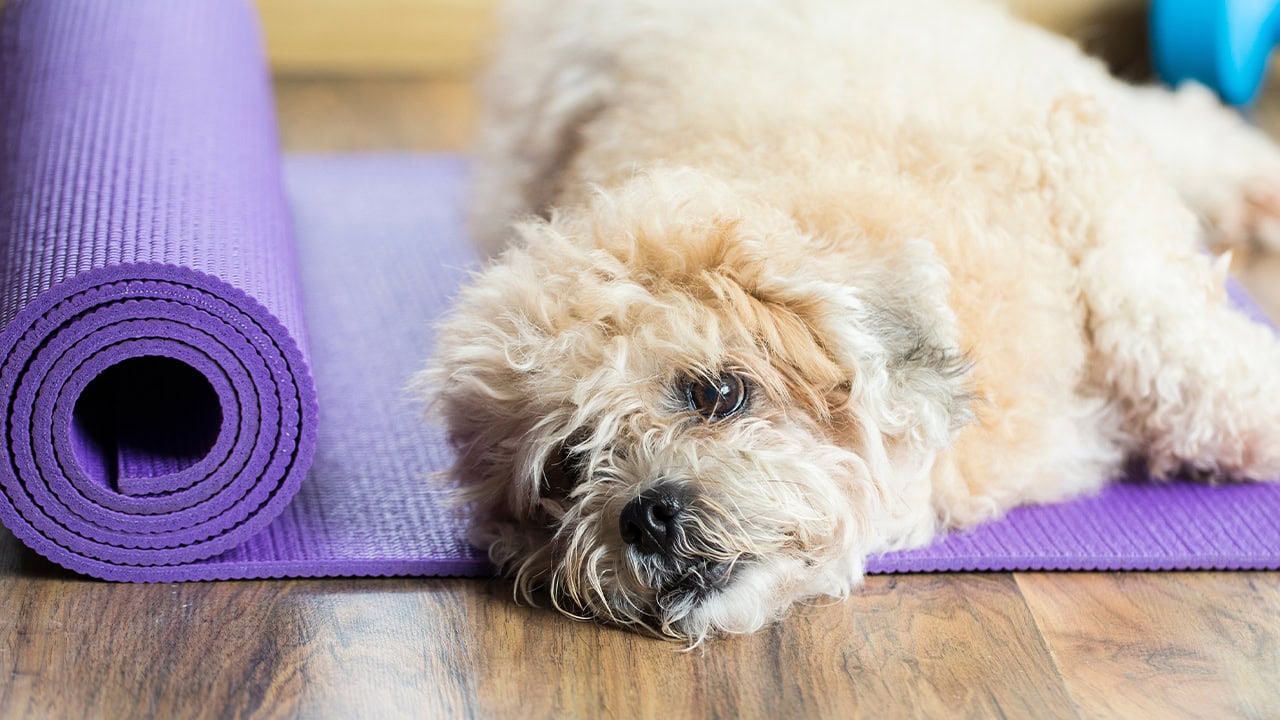 Dog resting on yoga mat at local yoga studio. Image produced by More Jersey.
