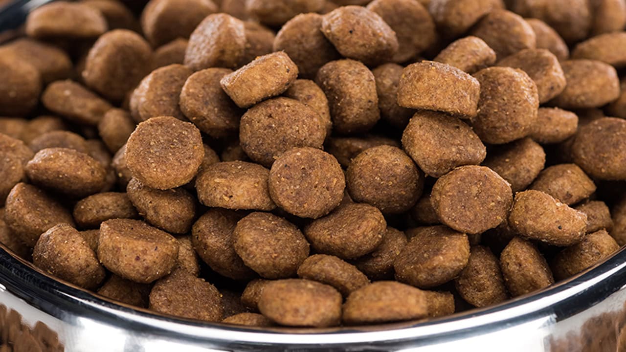 Dry pet food in dog food bowl. Image produced by More Jersey.