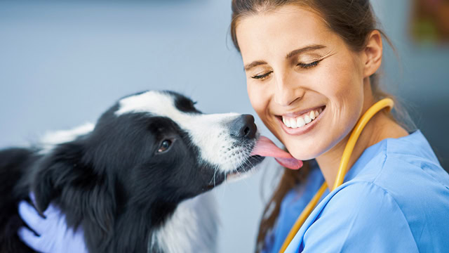 Female veterinarian getting licked by a dog during an examination at a New Jersey clinic.