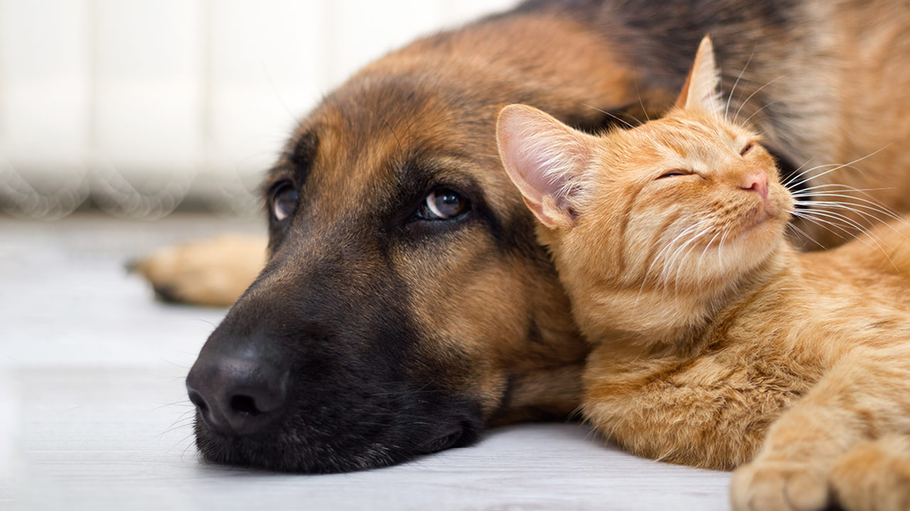 German Shepherd Dog and orange color cat laying together at New Jersey pet adoption event.
