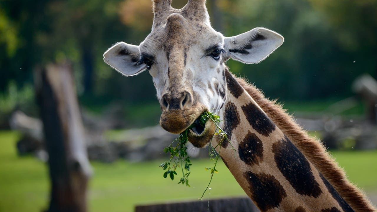 Giraffe eating leaves at New Jersey Zoo.