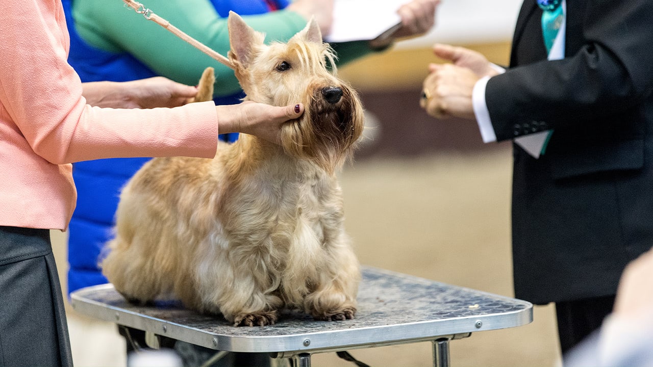 Golden colored Scottish Terrier being presented by the handler at New Jersey dog show.