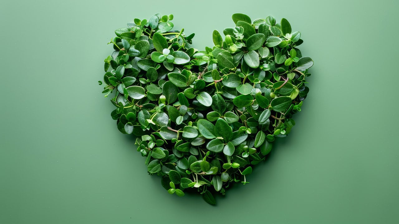 Green heart made of leaves on a green color background. Image produced by More Jersey.