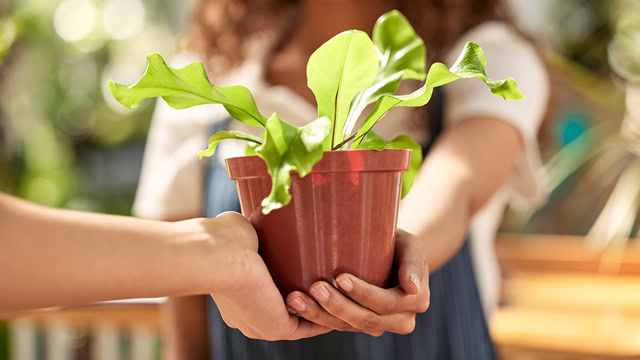 Greenhouse worker giving potted plant to customer.