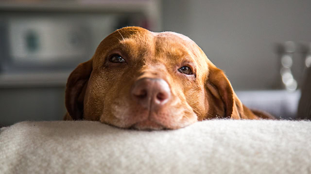 Happy dog comfortable laying on a sofa.