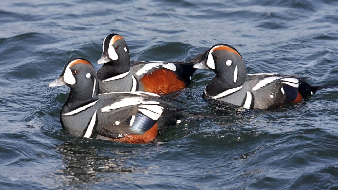Harlequin ducks spotted swimming during a New Jersey bird watching event.