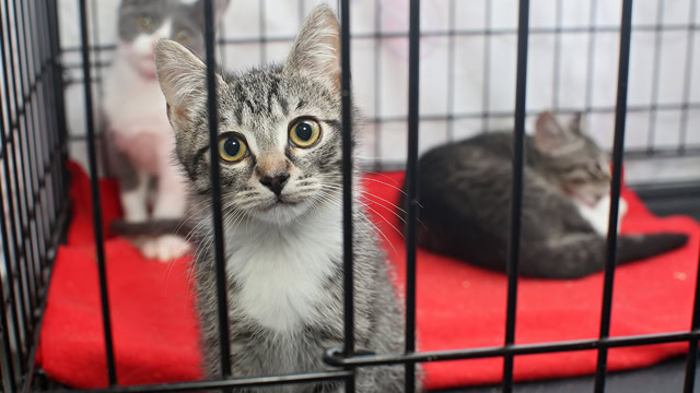 Kittens in a cage at a local animal shelter.