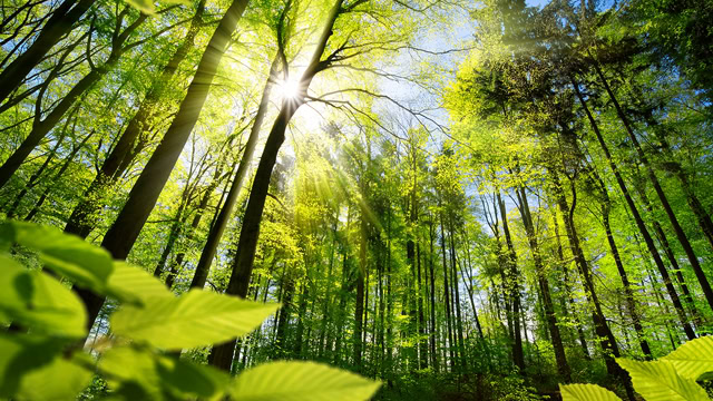 Local forest of fresh green deciduous trees on a sunny day in New Jersey.