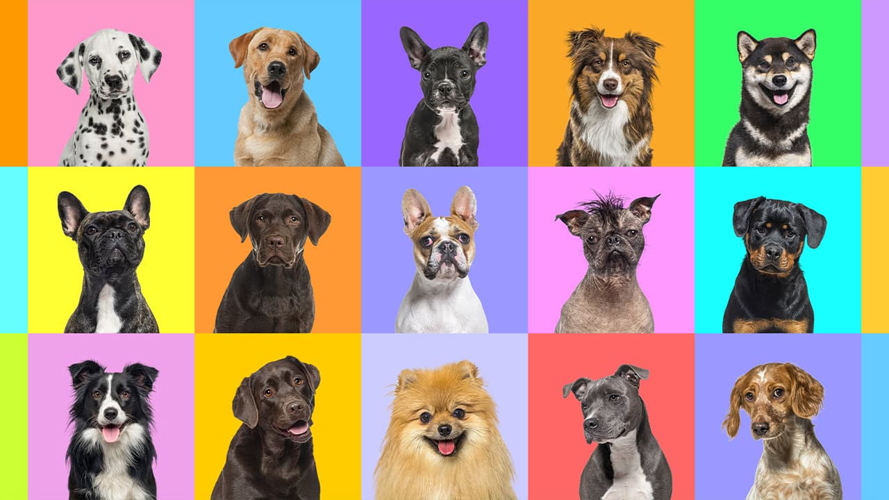 Multicolored collage of various dog breeds.