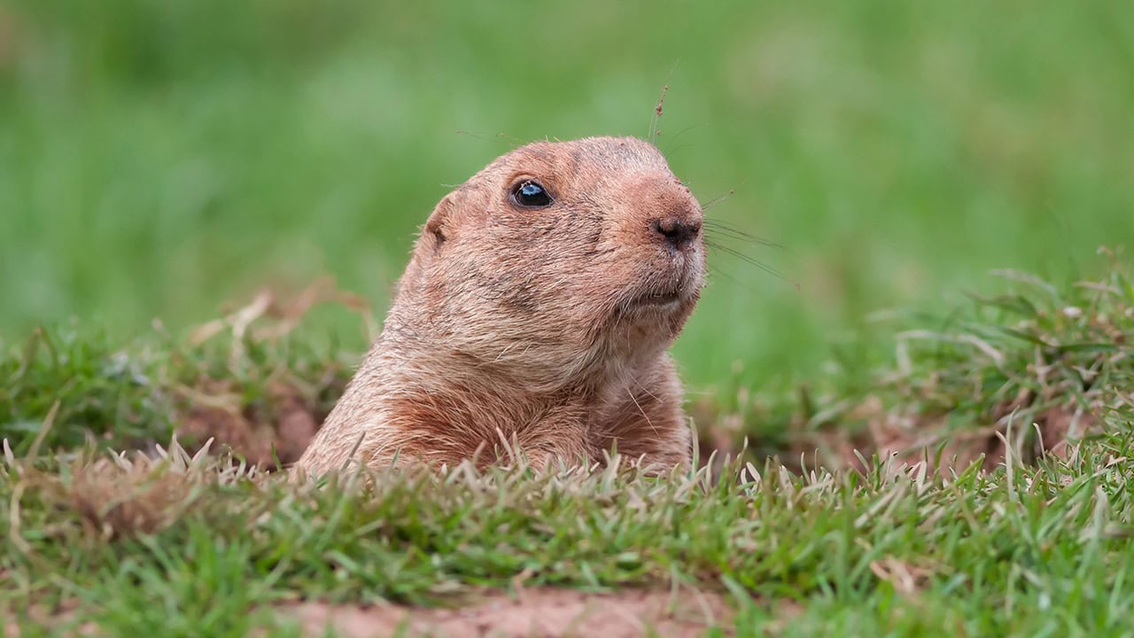 New Jersey Groundhog day photo. Image produced by More Jersey.