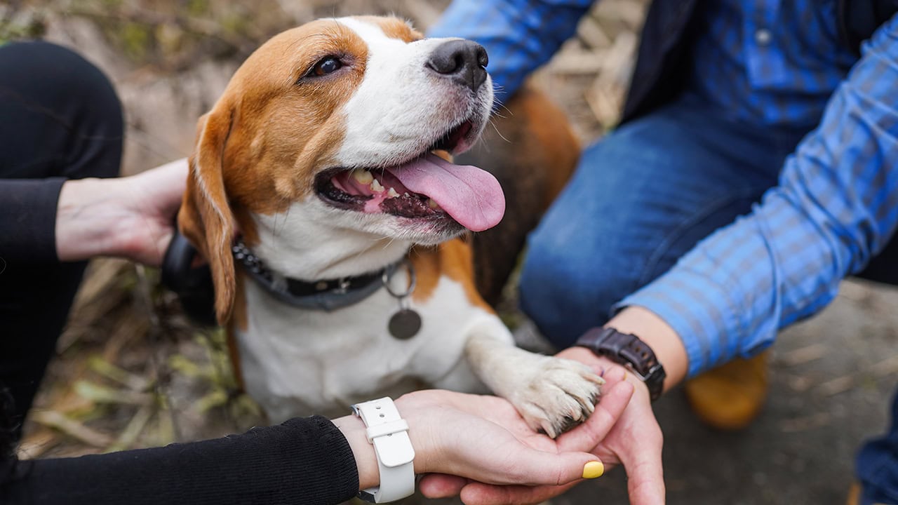 Two New Jersey residents shaking friendly dog's paw. Image produced by More Jersey.