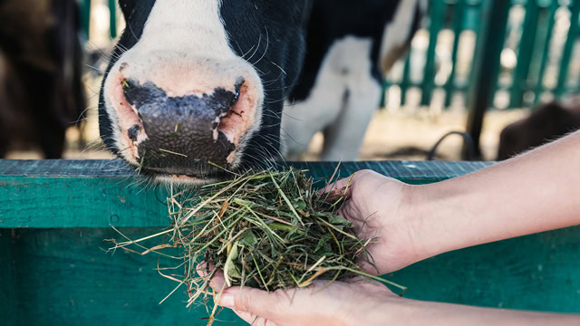 New Jersey farmer feeding a cow in a stall.